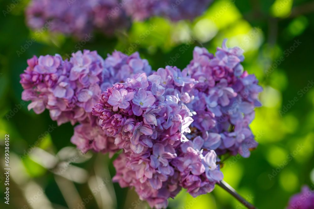 Common lilac ( lat. Syringa vulgaris ) is a garden plant , a type species of the genus Lilac Common lilac ( lat. Syringa vulgaris ) is a garden plant , a type species of the genus Lilac