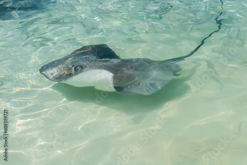 Pink whipray (Pateobatis fai) swimming in shallow waters in Maldives