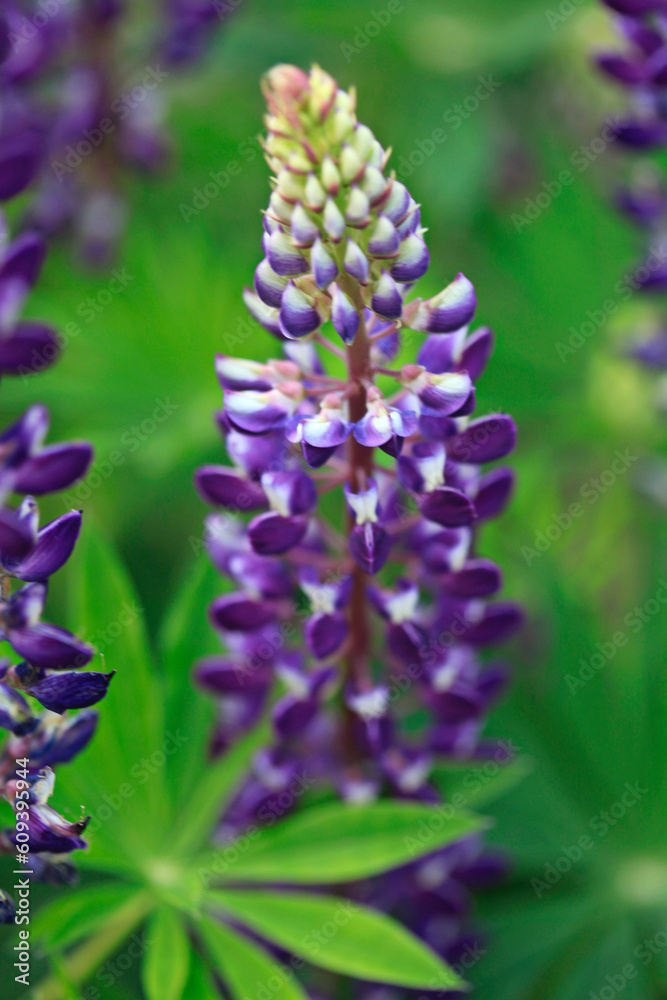 Fototapeta premium Colorful flowers in summer garden