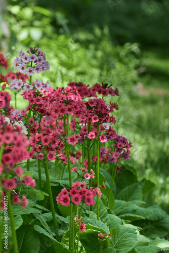 Candelabra Primrose blossom in garden