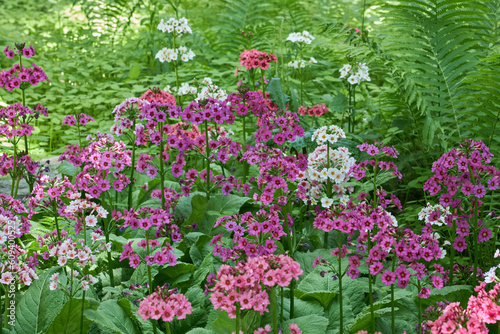 Candelabra Primrose blossom in garden