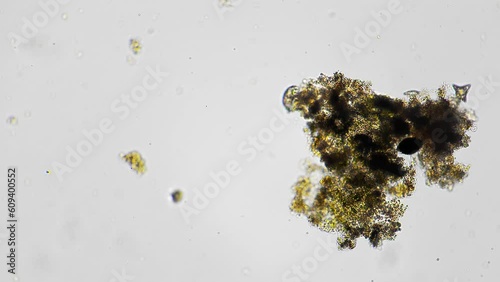 Isolated macro view of gastrotrich eating algae and moving its legs and cilias filmed under microscope. Protozoa organisms living in fresh water. Analysis of underwater flora and fauna in laboratory