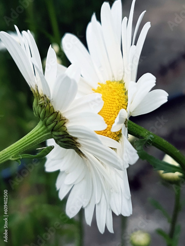 White daisies face to face in a meadow close up