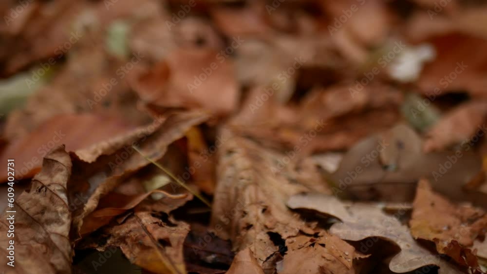 Withered fallen leaves create a dense carpet on the ground. Wiring over fallen leaves. Withered fallen leaves create a dense carpet on the ground. Wiring over fallen leaves.