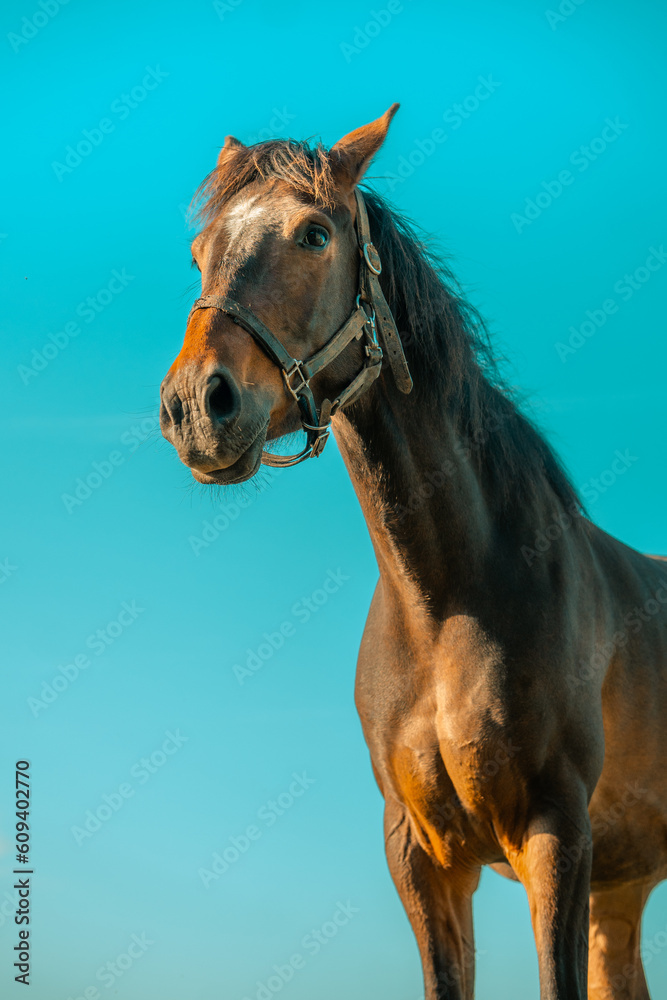 Fototapeta premium Brown horse in a field beneath a blue sky in summer, mare stallion pony, farm gelding foal young adult horses, nature, wildlife outdoors farming