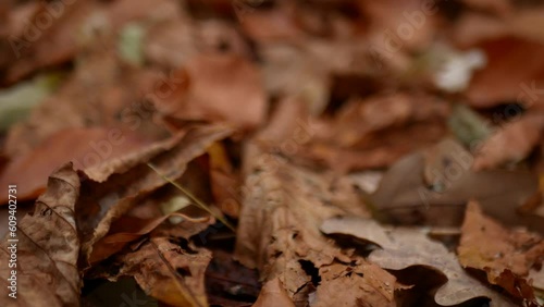 Wallpaper Mural Withered fallen leaves create a dense carpet on the ground. Wiring over fallen leaves. Torontodigital.ca