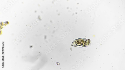 Macro view of dying rotifer filmed with high magnification under lab microscope. Life cycle of protozoa organisms living in fresh water. Studying planktons and primitive beings with biology equipment.