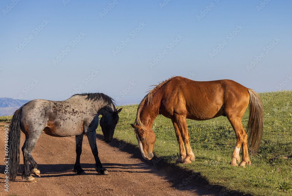 Obraz premium Wild Horses in the Pryor Mountains Montana in Summer