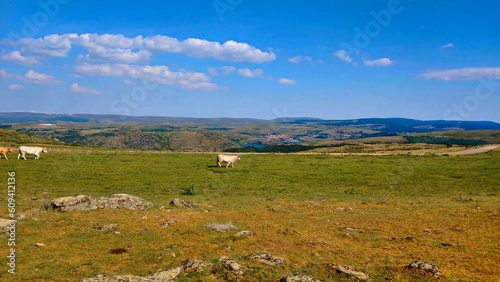 krowa zwierzę natura krajobraz góry #609412136