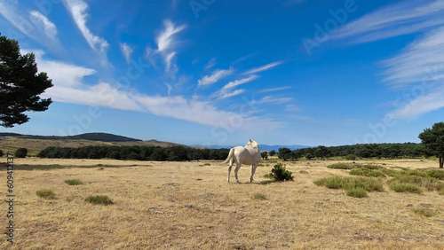 koń zwierzę biały krajobraz góry #609412137