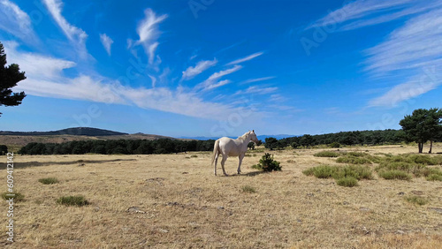 koń zwierzę biały krajobraz góry #609412142