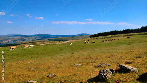krowa zwierzę natura krajobraz góry #609412155