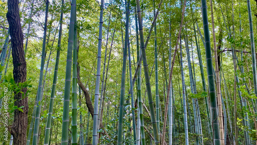 Many bamboo groves growing steadily