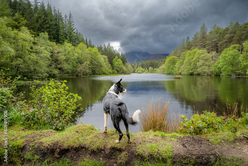 Border Collie viewing the loch at Glencoe