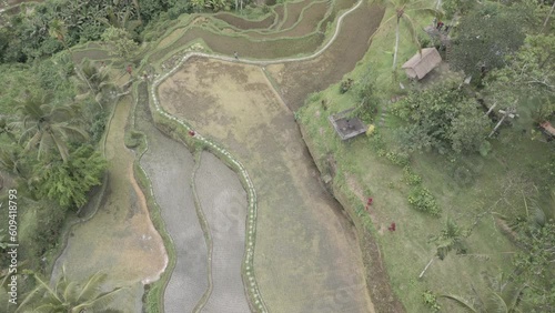 Aerial view of Tegallalang Rice Terrace, UNESCO World Heritage Site, Tegallalang, Kabupaten Gianyar, Bali, Indonesia, South East Asia photo