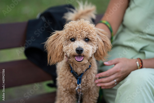 Portrait of a cute caramel mini poodle. The dog sits on a bench in the park.