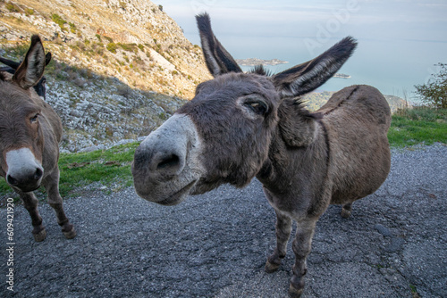 Wild donkeys on the road looking into camera in Montenegro.