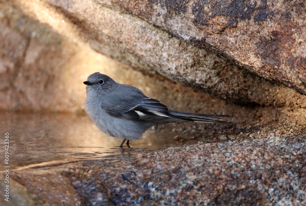 Obraz premium Townsend's Solitaire
