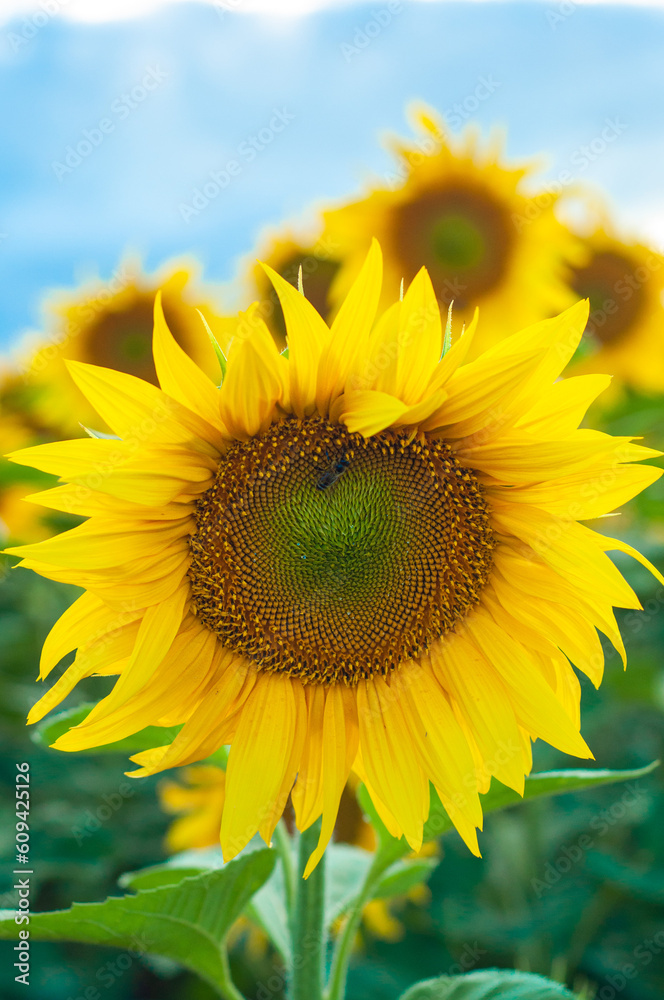 sunflower in the field, bright, yellow, wallpaper, pattern , blooming sunflower flower isolated, close up, against the blue sky, growing cereals, agriculture, farming, summer, autumn, harvesting sunflower in the field, bright, yellow, wallpaper, pattern , blooming sunflower flower isolated, close up, against the blue sky, growing cereals, agriculture, farming, summer, autumn, harvesting
