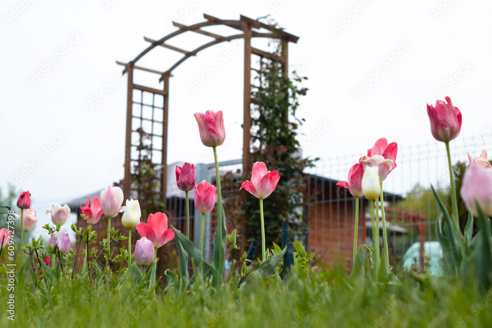 Piękne kwiaty tulipanów kwitnące w ogrodzie, selektywne skupienie
Beautiful tulip flowers blooming in the garden, selective focus - obrazy, fototapety, plakaty 