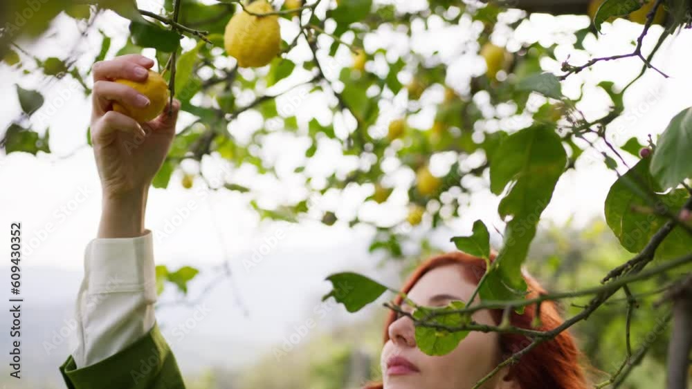 Girl touches yellow bergamots on the tree