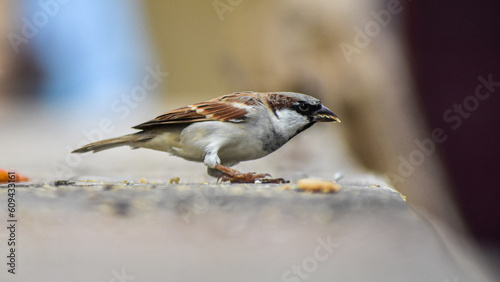 sparrow on a fence © amal