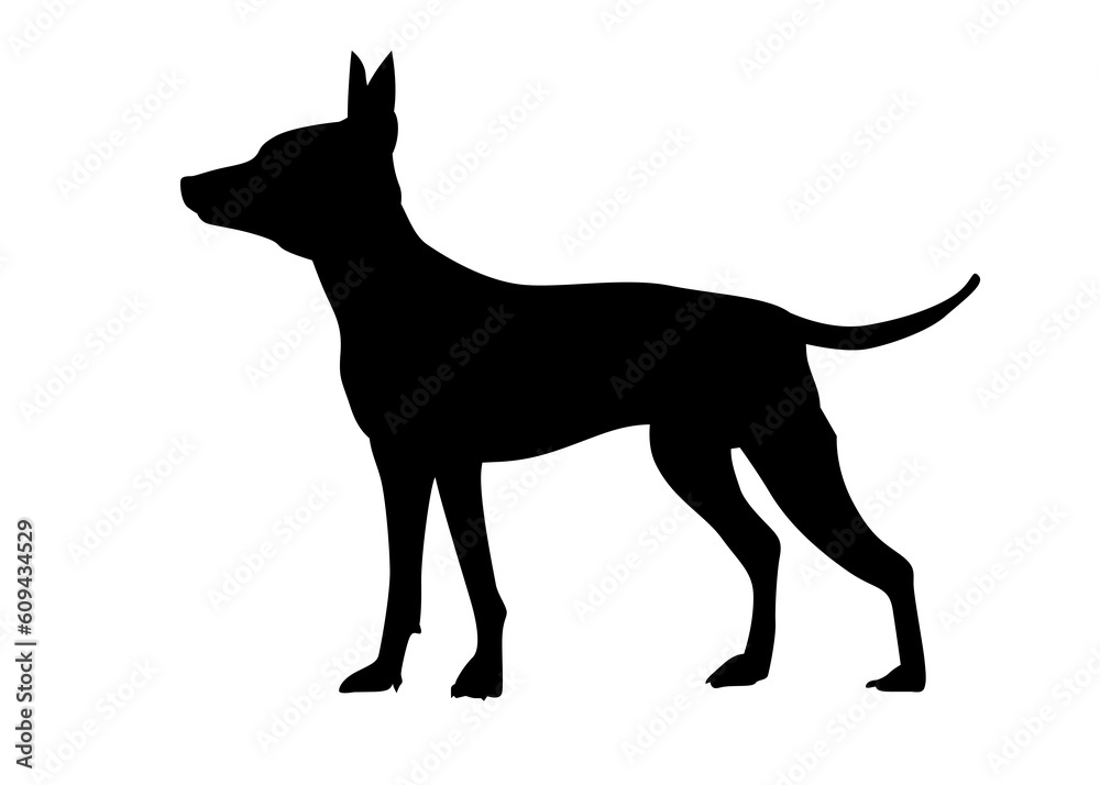 American naked Terrier Side view of an American hairless terrier dog. Silhouette of a standing dog