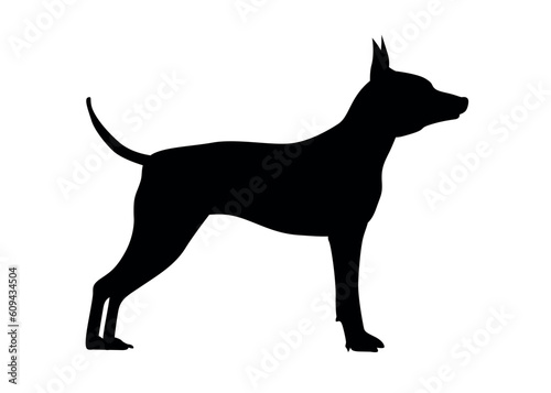 American naked Terrier Side view of an American hairless terrier dog. Silhouette of a standing dog