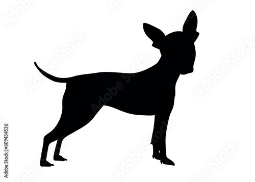 American naked Terrier Side view of an American hairless terrier dog. Silhouette of a standing dog