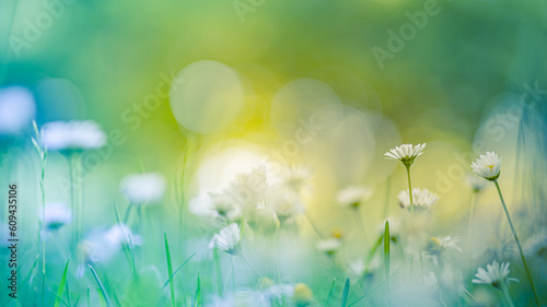 Idyllic daisy bloom. Abstract soft focus sunset field. Landscape of white flowers blur grass meadow warm golden hour sunset sunrise time. Tranquil spring summer nature closeup bokeh forest background