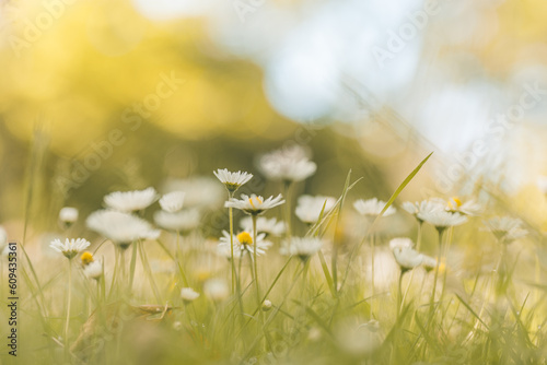Idyllic daisy bloom. Abstract soft focus sunset field. Landscape of white flowers blur grass meadow warm golden hour sunset sunrise time. Tranquil spring summer nature closeup bokeh forest background