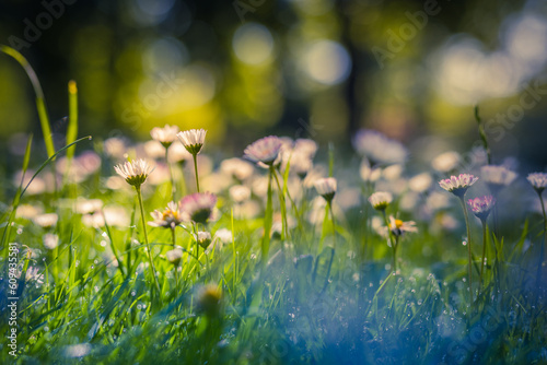 Fototapeta Naklejka Na Ścianę i Meble -  Daisy flower in green grass meadow shallow depth of field. Beautiful daisy flowers in nature. Abstract soft focus sunset field landscape of white yellow flowers vintage bokeh warm golden hour sunrise