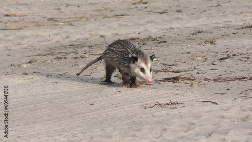 Baby Opossum Walking in Florida Park