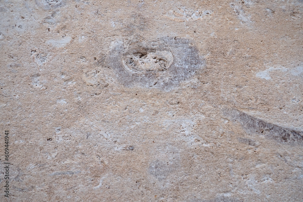 Natural Rocks And Shells Shell rock is a sedimentary rock. One of the varieties of limestone ...