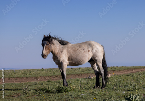 Wild Horse in the Pryor Mountains Montana in Summer
