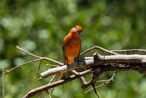 Hepatic Tanager (Piranga flava) Showing its Colors and Posing for the Camera photo