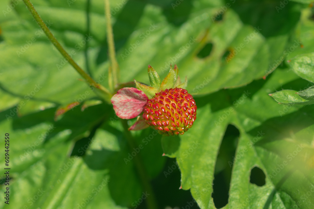 Unripe green strawberries, wild strawberries, sweet Unripe green strawberries, wild strawberries, sweet