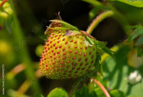 Unripe green strawberries, wild strawberries, sweet 