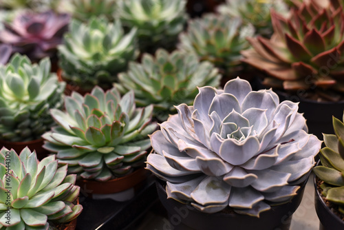 Wallpaper Mural Flower shop. Indoor flowers on the store counter Torontodigital.ca