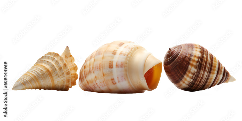 Shells isolated on transparent background, Generative AI Shells isolated on transparent background, Generative AI