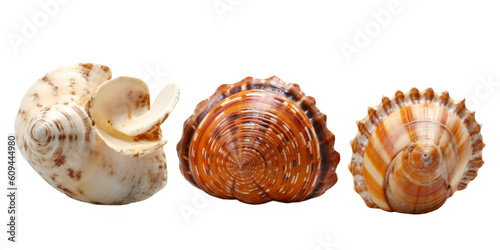 Wallpaper Mural Shells isolated on transparent background, Generative AI Torontodigital.ca