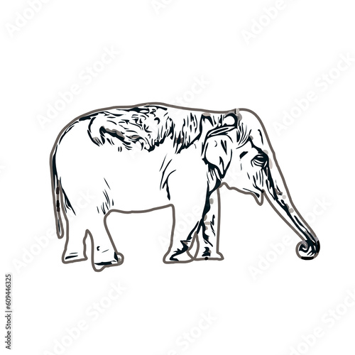 sketch of an elephant with transparent background