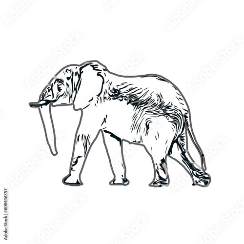 sketch of an elephant with transparent background