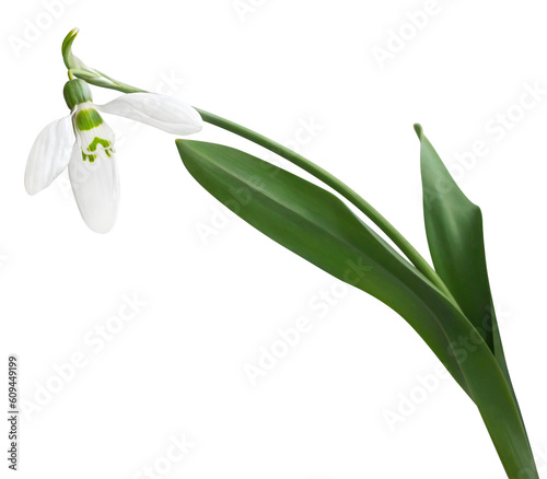 png. isolated snowdrop. spring Flower.