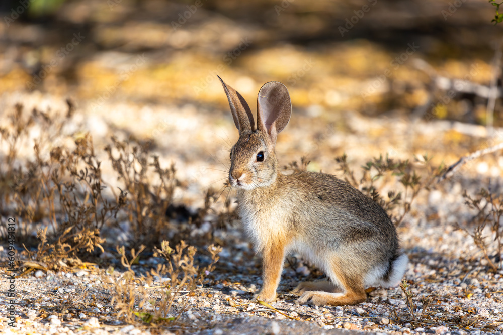 An adult desert cottontail rabbit, Sylvilagus audubonii. A beautiful bunny in the Sonoran Desert posing in early morning light with dry vegetation in the sunlight. Tucson, Arizona, USA. An adult desert cottontail rabbit, Sylvilagus audubonii. A beautiful bunny in the Sonoran Desert posing in early morning light with dry vegetation in the sunlight. Tucson, Arizona, USA.