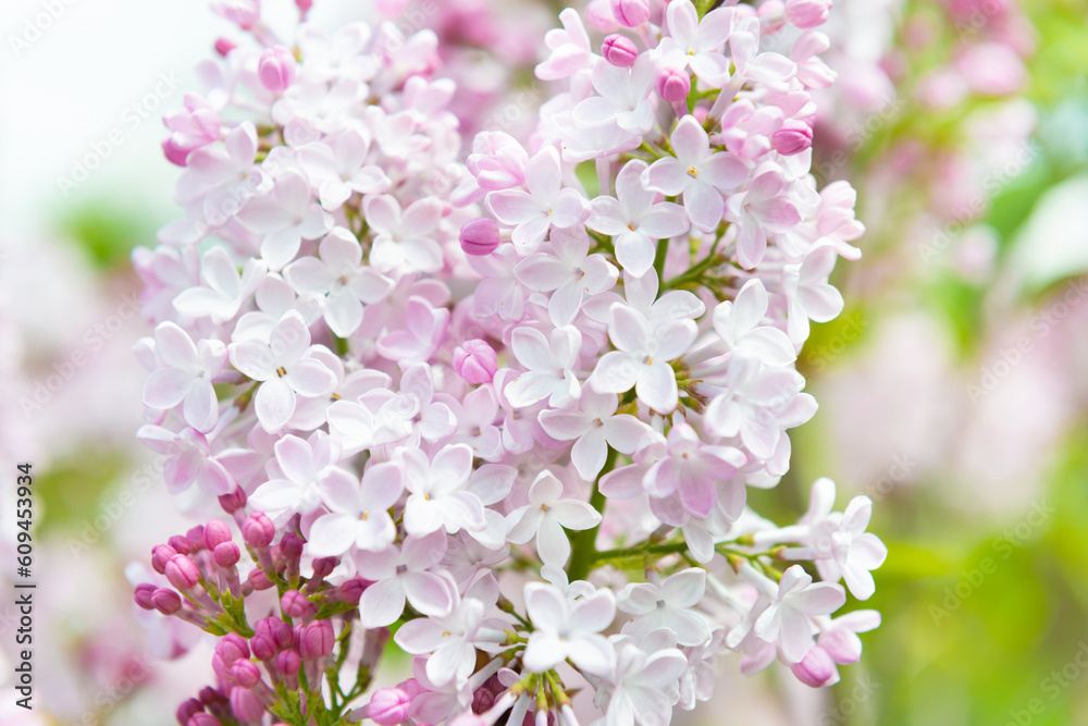 Lilac flowers white purple spring flower background