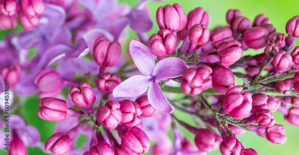 Obraz premium Lilac purple flowers panorama nature spring macro background