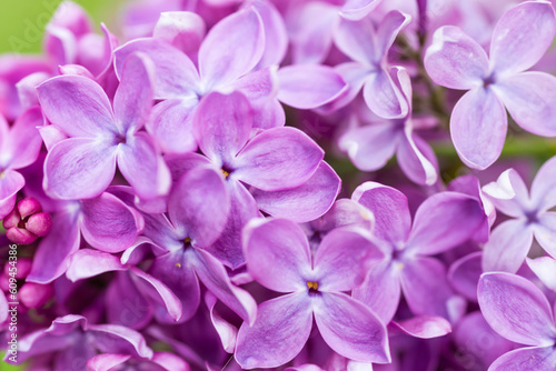 Purple lilac flowers macro background, flower background