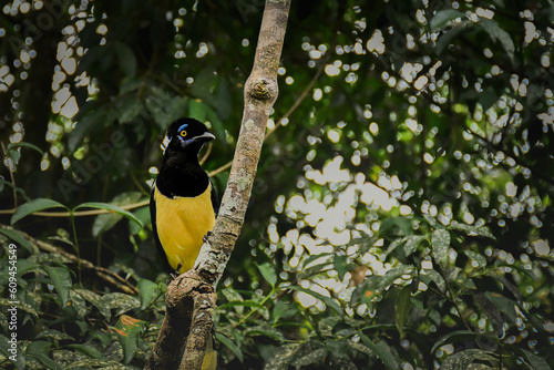 Portrait of gralha picaca posing in the jungle of Iguazú National Park. Argentina photo