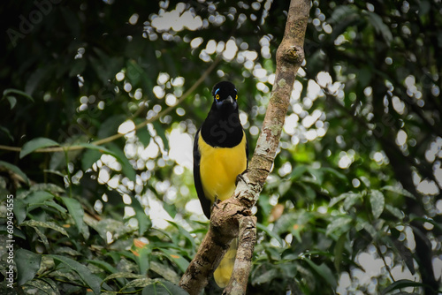 Portrait of gralha picaca posing in the jungle of Iguazú National Park. Argentina photo